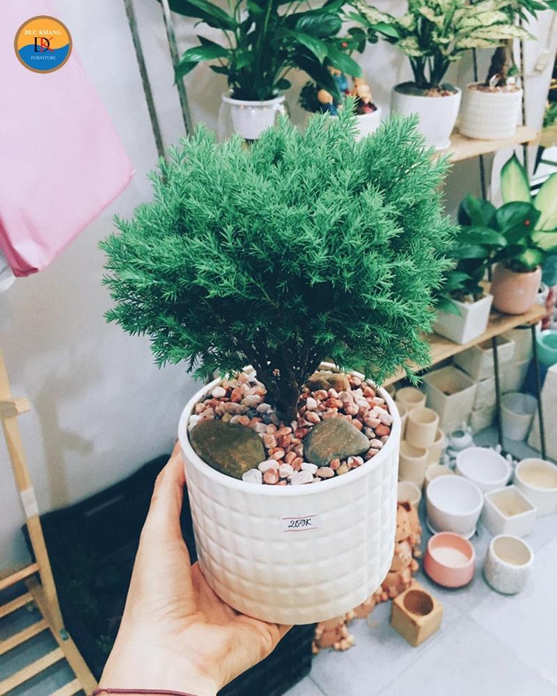 Cách trồng và chăm sóc cây Tuyết Tùng để bàn