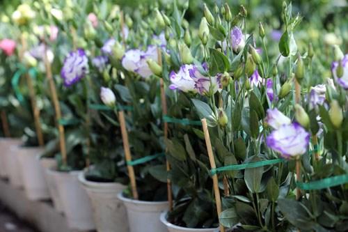 Hoa như ý cát tường mang đem đến thành công và may mắn