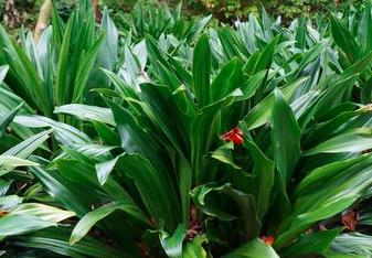 Vạn Niên Thanh: loại cây thanh lọc không khí nhưng độc