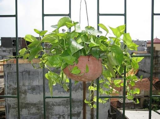 Cây Vạn Niên Thanh leo được sử dụng để trang trí cho ban công nhà ở