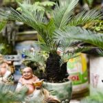 Cây Vạn Tuế là cây gì? Cây Vạn Tuế có ý nghĩa thế nào trong