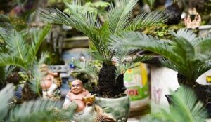 Cây Vạn Tuế là cây gì? Cây Vạn Tuế có ý nghĩa thế nào trong