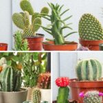 Cây xương rồng: Ý nghĩa và tác dụng kỳ diệu ít ai biết