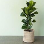 Cách trồng và chăm sóc cây bàng Singapore trong nhà