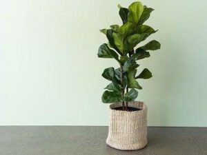 Cách trồng và chăm sóc cây bàng Singapore trong nhà