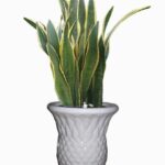 Kỹ thuật trồng cây Lưỡi hổ tại nhà - cây cảnh đẹp Lưỡi hổ