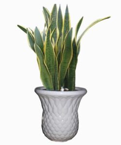 Kỹ thuật trồng cây Lưỡi hổ tại nhà - cây cảnh đẹp Lưỡi hổ