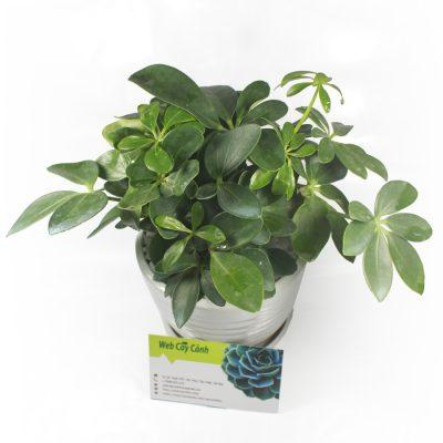 Cây Ngũ Gia Bì để bàn hay Chân Chim Bảy Lá phong thủy 149k