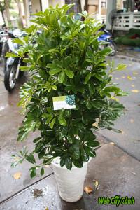 piquant-ngu-gia-bito