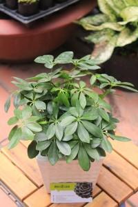 cay-ngu-gia-bi-de-ban