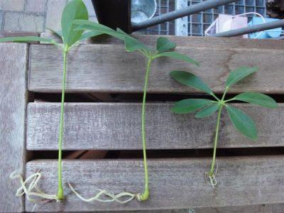 Nhân giống cây lâu năm