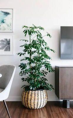 Quả mộc qua an toàn