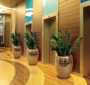 nhan-giong-cay-kim-tien