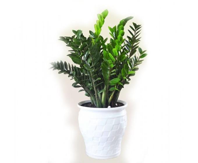 vườn cây kim tiền