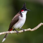 Cách Nuôi Chim Chào Mào Căng Lửa Hót Hay Cho Người Mới