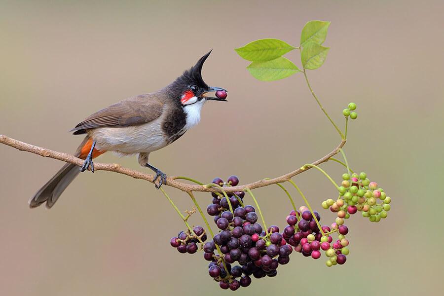 Kỹ thuật nuôi chim chào mào khỏe mạnh, hót hay cho người mới bắt đầu
