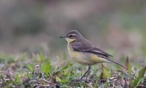 Chim Chìa Vôi: Đặc điểm, Cách nuôi - Ăn gì, Giá bao nhiêu?