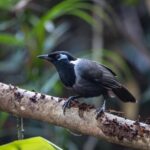 Chim Khướu: Đặc điểm, phân loại, cách nuôi và chăm sóc tốt nhất