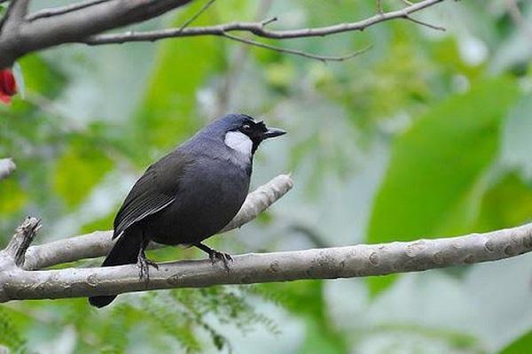 Chim Khướu: Đặc điểm, phân loại, cách nuôi và chăm sóc tốt nhất - 2