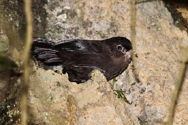 Chim Khướu: Đặc điểm, phân loại, cách nuôi và chăm sóc tốt nhất - 3