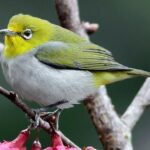 Chim Vành Khuyên: Đặc điểm, cách nuôi và chăm sóc - Eva