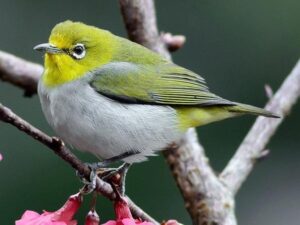 Chim Vành Khuyên: Đặc điểm, cách nuôi và chăm sóc - Eva