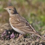 Chim Sơn ca - Đặc điểm, môi trường sống và cách nuôi - Eva