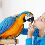 Chim Vẹt Xanh, Vẹt Yến Phụng Biết Nói Giỏi, Giá Rẻ Toàn quốc