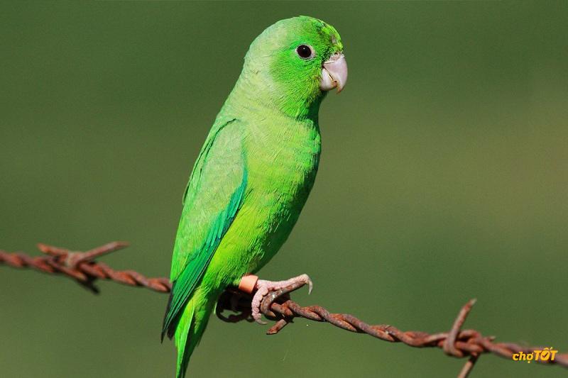 Mua vẹt kiểng giá bao nhiêu