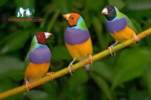 Chim Yến Phụng có biết nói không? Ăn gì? Giá bao nhiêu tiền