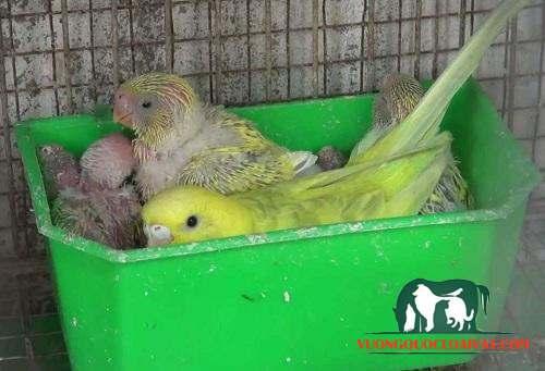 tổ chim yến phụng