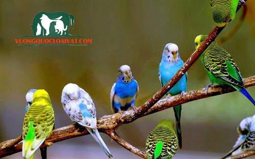 thức ăn cho chim yến phụng