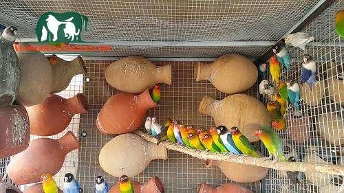 nuôi chim yến phụng sinh sản