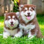 Mua Bán Chó Alaska Malamute Khổng Lồ, Nhỏ, Thông Minh Giá Rẻ