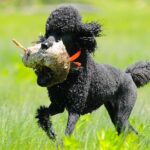 Các Loại Chó POODLE và GIÁ CHÓ POODLE theo từng loại - VuiPet