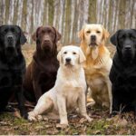 Chó Tha Mồi Labrador Retriever Thuần Chủng, Lai Giá Tốt Uy Tín