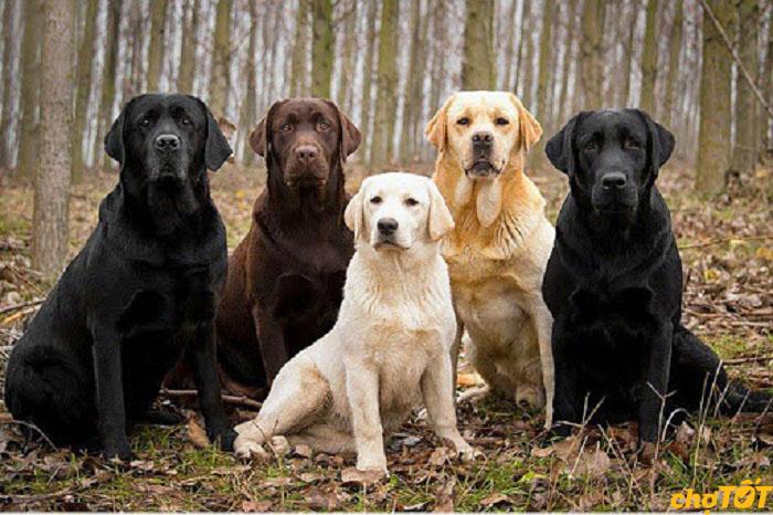 Chó Tha Mồi Labrador Retriever Thuần Chủng, Lai Giá Tốt Uy Tín