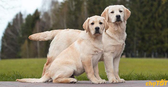 Cần chuẩn bị cho Lab không gian sống rộng rãi và thoải mái