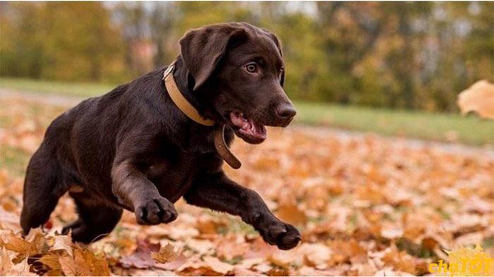 Chó tha mồi được sử dụng để đánh hơi độc dược phạm pháp