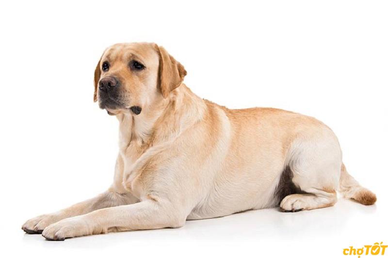 Tìm hiểu kỹ trước khi mua chó Lab thuần chủng