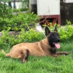 Mua bán chó Malinois chăn cừu, thông minh giá rẻ - Chợ Tốt