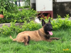 Mua bán chó Malinois chăn cừu, thông minh giá rẻ - Chợ Tốt