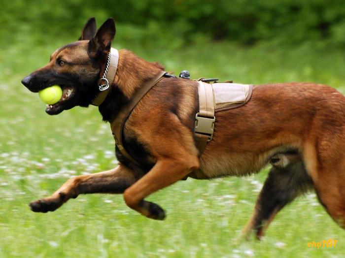 Chó Malinois rất thích vận động