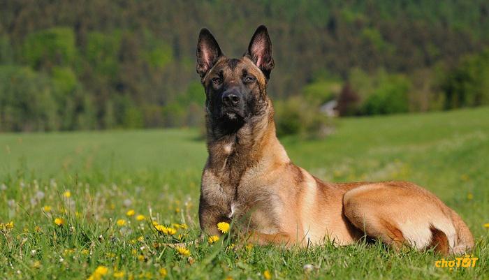 Không nên xích Malinois