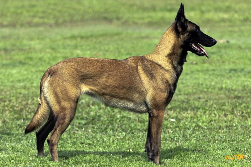 Chó Malinois có đắt không