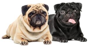 Chó mặt xệ bao nhiêu tiền? Nguồn gốc và đặc điểm của loại chó này