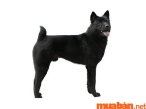 Tất Tần Tật Về Chó Mông Cộc Siêu Thú Vị Có Thể Bạn Chưa Biết