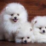 CHÓ PHỐC SÓC MINI GIÁ BAO NHIÊU?