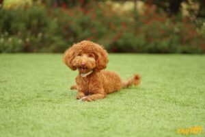 Chó Poodle Tiny, Standard, Teacup Lai Đẹp, Thuần Chủng , Giá Tốt