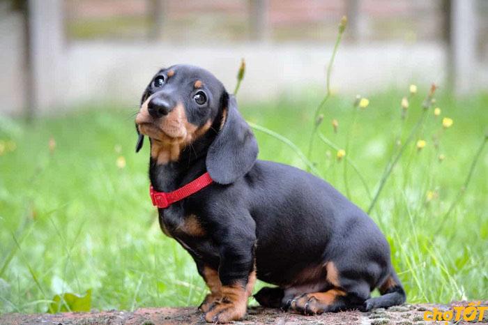 Chó Xúc Xích hơi ngang bướng